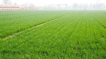 浇除草剂的Zui佳用药时间