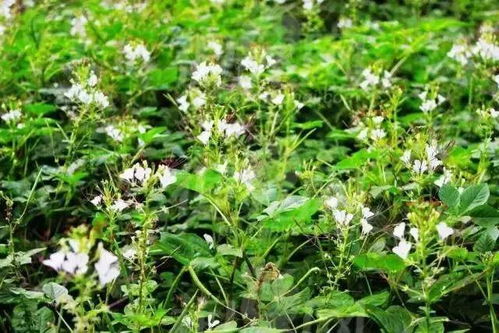 皱子白花菜：特色蔬菜