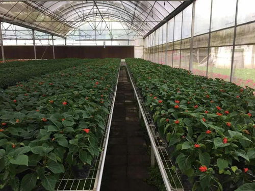 学校适宜种植哪些花草？