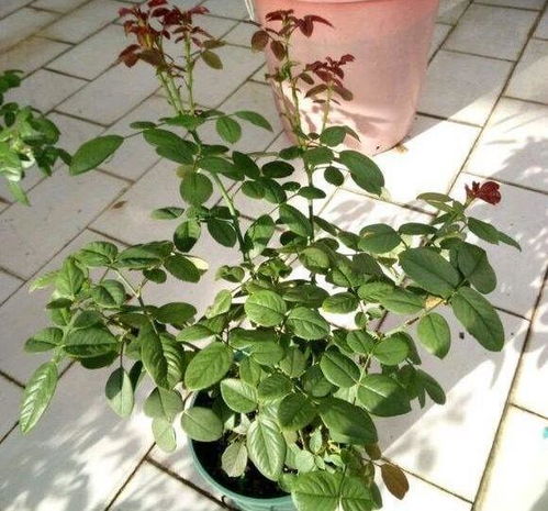 土壤搭配，构建生态小世界