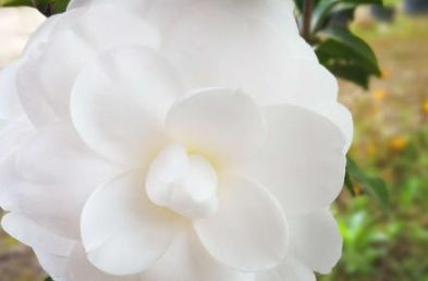 白色山茶花的花语纯洁坚强，它寄托着希望
