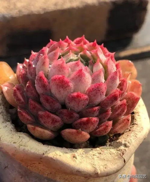 肉肉植物烂根了怎么办？如何挽救