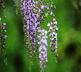 脉花叶病，病毒肆虐