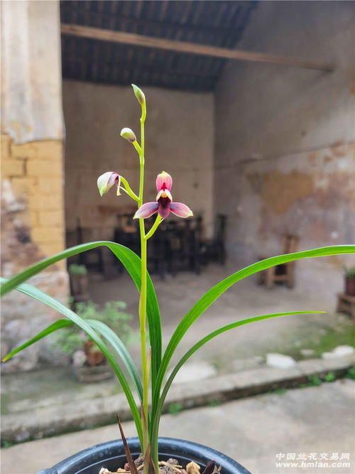 春兰奇花养护秘籍，轻松打造四季芬芳花园！