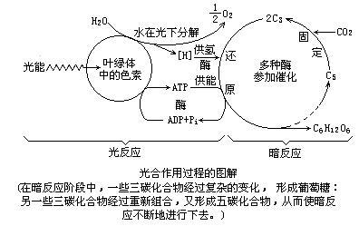 光合细菌会产生氧气吗？