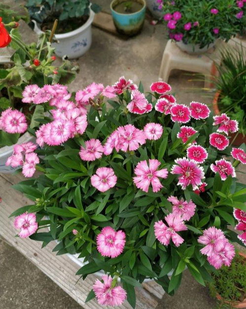 石竹：耐寒耐旱，生命力顽强