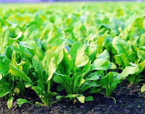 泡果苘：长寿草本