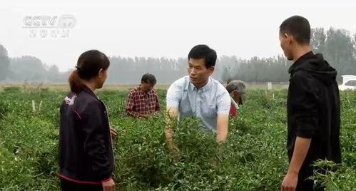 一、 苗木奇才葛振国的创业之路