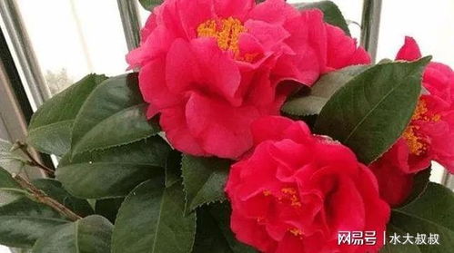 月季生长的环境要求