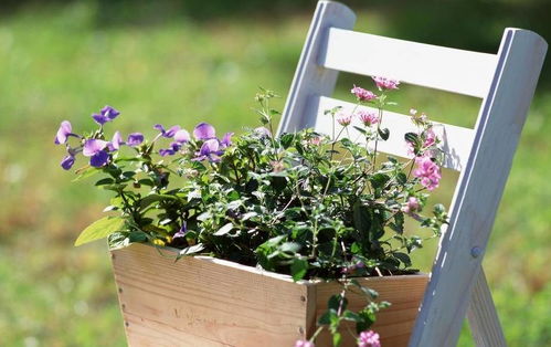 移栽花草，为何活不过7天？揭秘五大救星妙招