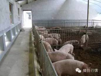 立秋后猪场防疫攻坚战，如何打好这场保卫战