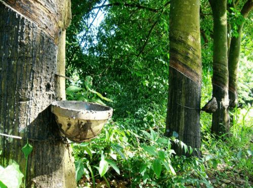 实测缩短发芽时间：15天不再是梦