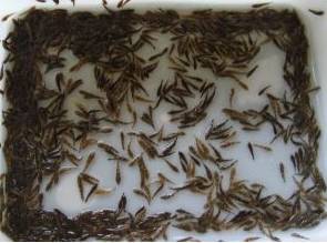 稻田养鱼技巧：培育优质鱼苗与鱼种的实用指南