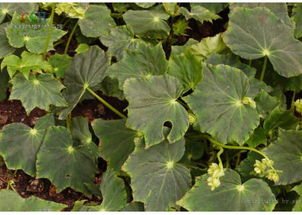 一、 秋海棠叶与中国版图的渊源