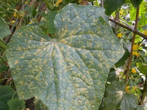 化学防治全解析