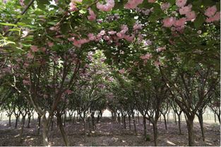 回乡创业，梦想照进现实