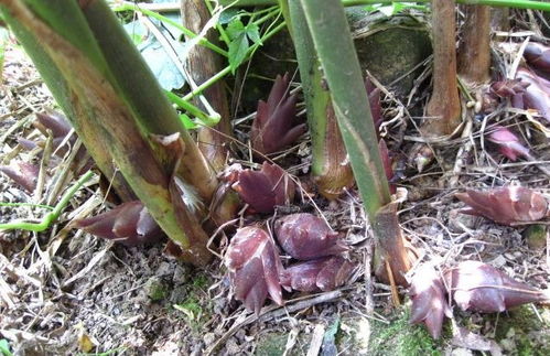 阳荷种植技术与管理中，如何确保阳荷生长过程中光照充足且避免病虫害