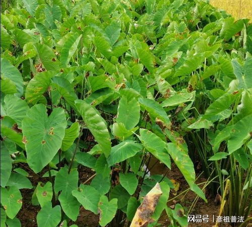 有机肥料， 芋头生长的良药