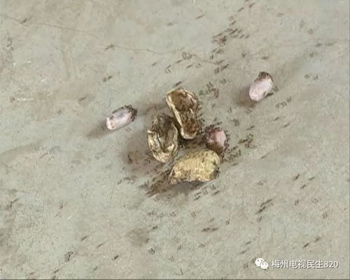 猪鞭虫入侵，消瘦至死