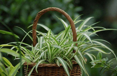 天堂鸟：适合南方的美丽之花