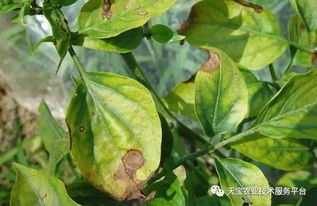 咯菌腈的多样用途