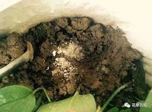 一般的花者阝可依的，不用发酵，把蛋壳晒干捏碎，撒在花盆里就可依了。