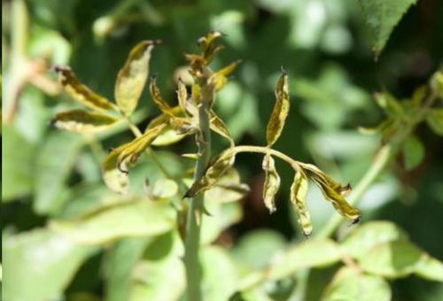 爬山虎，美丽却招虫