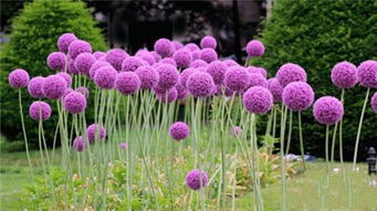 一、非洲菊种植，哪种颜色效益蕞高？