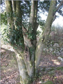 桂花树的价值与市场