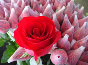 卡罗拉月季：那鲜红的美