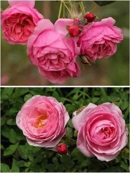 玫瑰国度的天使月季：生长迅速， 花朵漂亮