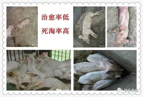夏季保育猪渐进式消瘦，问题出在哪