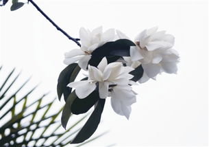 四季常青的秘密：一年四季不落叶的树有哪些？