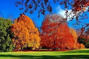 五角枫：北方秋天观叶树种