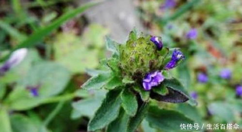 发芽后怎么养护？