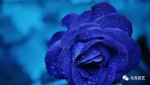 玫瑰高贵冷艳，花语揭秘！#玫瑰花语# #花卉知识#