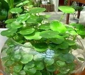 金钱草水培和土培哪个更适合家庭养护