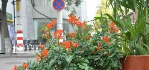 室内爬藤花卉大全，十大爬藤花卉排名揭晓！