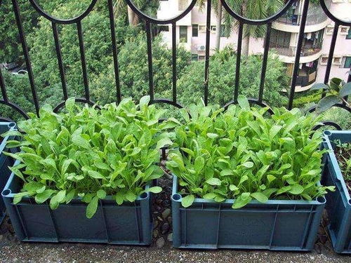 阳台种菜苗细小半年不长个，是什么原因导致的呢？