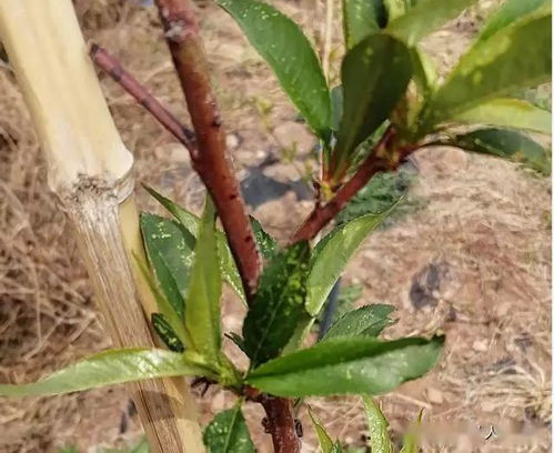 龙牙花巧除叶蝉，天然防治两不误