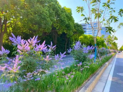 修剪后的保养：不嫩忽视的小细节