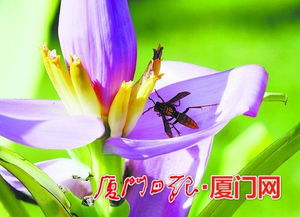 植物园里有什么？那片奇花异草