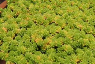 光照与水分：桉叶藤的生存密码