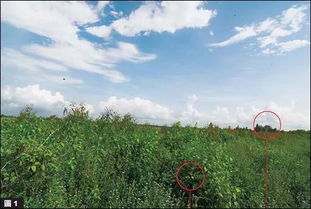 误区一：草地上的草越绿越好