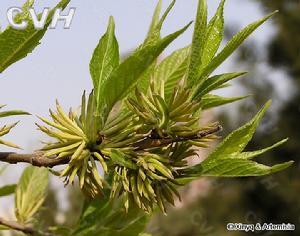 杜仲，经济宝贝