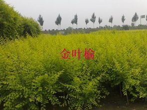 大辛庄镇：苗木花卉产业的绿色明珠