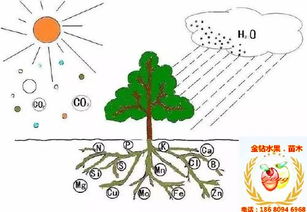土壤白玉兰的生长喜好