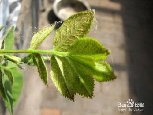 月季：花中皇后之美