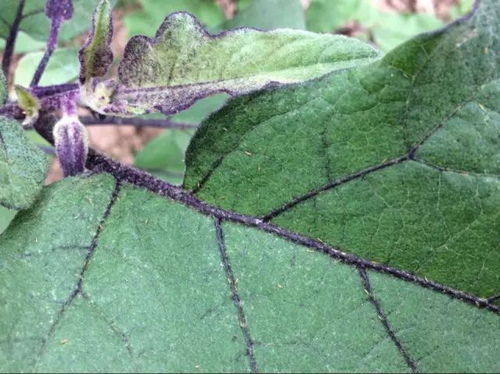 甲维虱螨脲：蓟马克星还是鸡肋？
