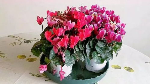 如何处理植物黄叶问题？